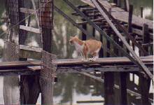 CAT ON SEA...