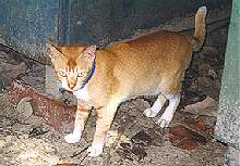 Puma- 18 months old...