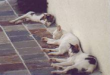 3 cats...
