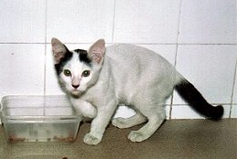 SB - adopted stray cat