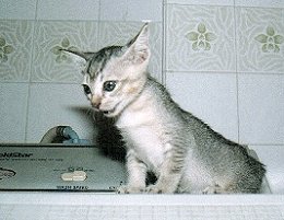 Silver - rescued stray