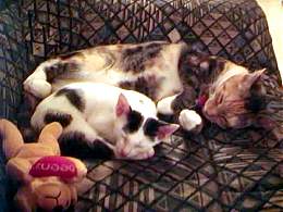 Sooty with Sydney