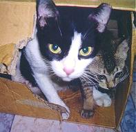 STACEY & GOLDIE, in boxes