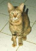 Street cats... help them