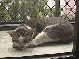 Tommie resting... on the balcony