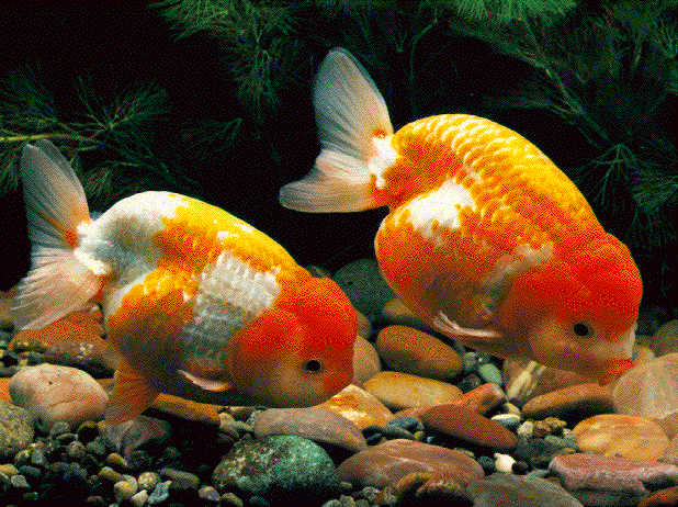 Ranchu Goldfish