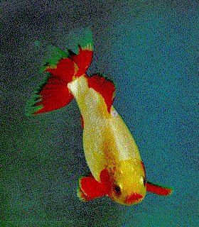 Jikin (Peacock Goldfish)