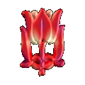 tulip.gif