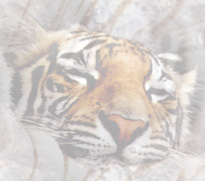tigertile.jpg