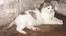 Aslhey resting...