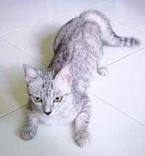 Auggi... social and friendly