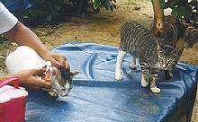 Perejil and Silky recieving some cares...