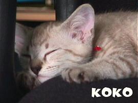 KOKO SLEEPING...