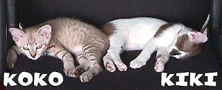 KIKI AND KOKO, RESTING