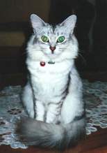 Musang... posing fo rthe camera