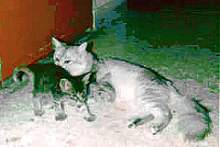 Musang and her two kittens