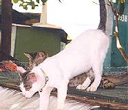 Perejil (Tramp)
