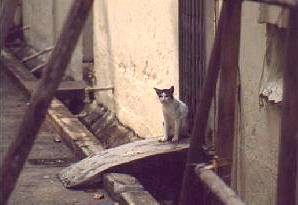Drain cat in alley