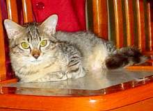 Skippi with a long fluffy tail