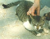 Female cat