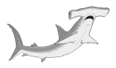 shark