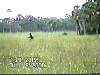 skunk03.jpg