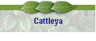 Cattleya