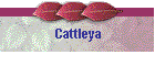 Cattleya