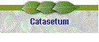 Catasetum