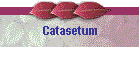 Catasetum