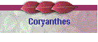 Coryanthes