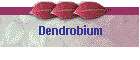 Dendrobium
