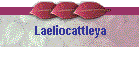 Laeliocattleya