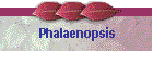 Phalaenopsis