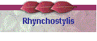 Rhynchostylis
