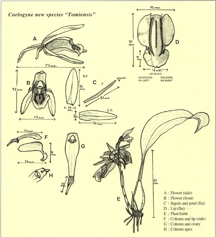 tomiensis1.jpg (79208 bytes)