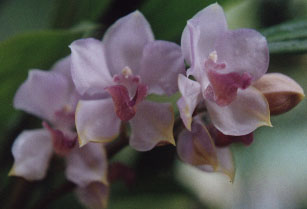Acacalis_cyanea.jpg (19186 bytes)