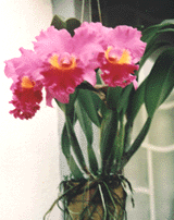 Blc. Drumbeat_Heritage.gif (24317 bytes)