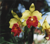 Blc. Glady's Oumae.GIF (19990 bytes)