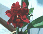Blc. Korat Sunset.gif (16902 bytes)