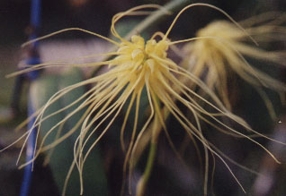 Bulb._vaginatum2.jpg (27238 bytes)