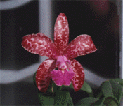C. Fort Motte_Leopard.gif (18676 bytes)