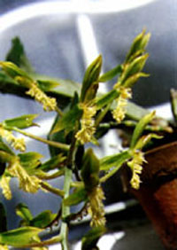 Catasetum barbatum.jpg (26960 bytes)