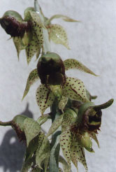 Catasetum_sanguinium.jpg (19964 bytes)