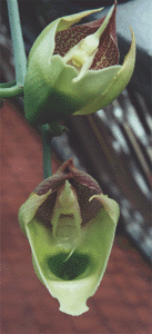 Catasetum splendens.gif (32450 bytes)