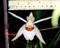 Coelogyne speciosa front.jpg (18723 bytes)