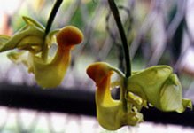 Coryanthes picturata.jpg (17867 bytes)