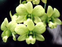 Den. Banana Green.jpg (18140 bytes)