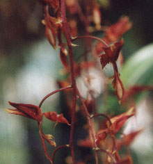 Gongora quinquenervis.jpg (20890 bytes)