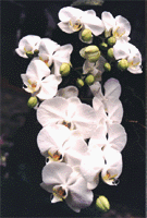 Phal. Mount Kaala x Phal. Snow Mist.gif (19459 bytes)